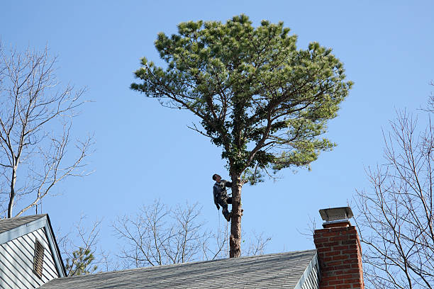 Best Hedge Trimming  in Brodhead, KY